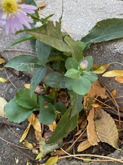 Symphyotrichum