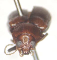 Allocolaspis