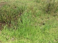 Cyperus melanospermus