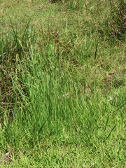Cyperus melanospermus