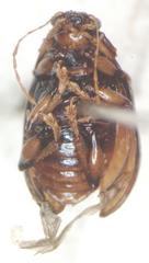 Allocolaspis