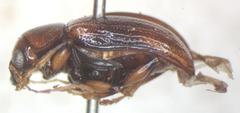Allocolaspis
