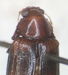 Allocolaspis