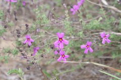 Jamesbrittenia foliolosa