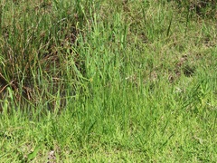 Cyperus melanospermus