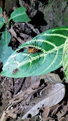 Ventrivomer ancyrophorus
