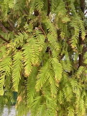 Metasequoia glyptostroboides