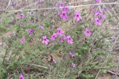 Jamesbrittenia foliolosa