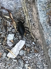 Eleodes eschscholtzii