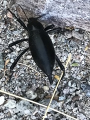 Eleodes eschscholtzii