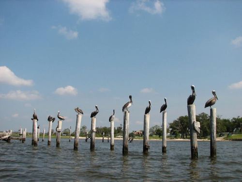 Brown Pelican photographed in Mississippi