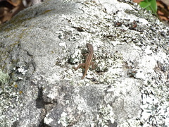 Sceloporus variabilis