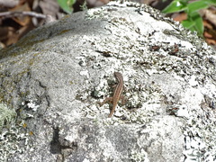 Sceloporus variabilis
