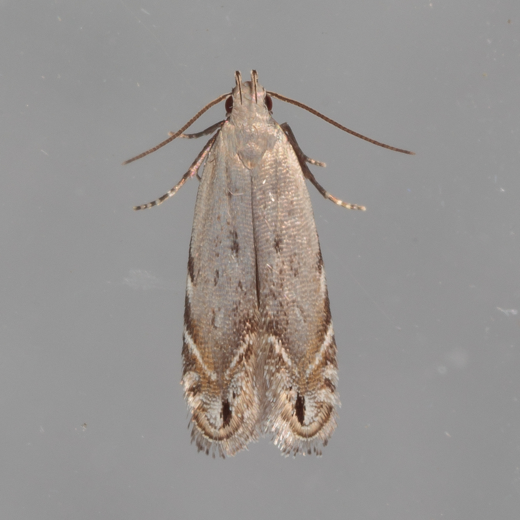 Music-loving Moth