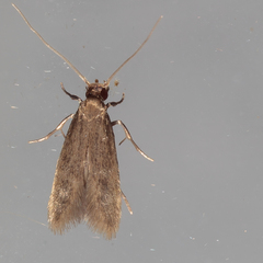 Phaeoses sabinella