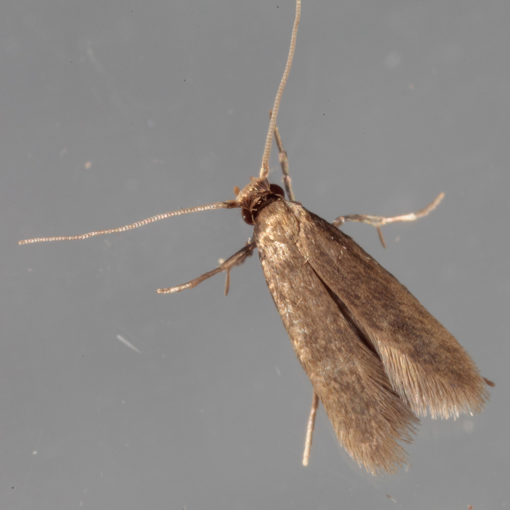 Phaeoses sabinella