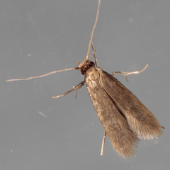 Phaeoses sabinella