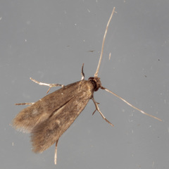 Phaeoses sabinella