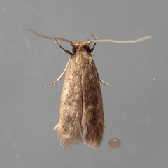 Phaeoses sabinella