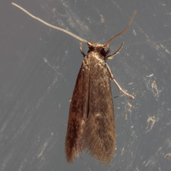 Phaeoses sabinella