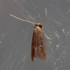 Phaeoses sabinella
