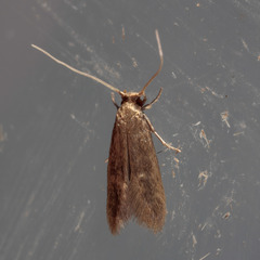 Phaeoses sabinella