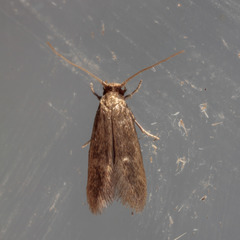 Phaeoses sabinella