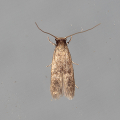 Phaeoses sabinella