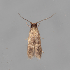 Phaeoses sabinella