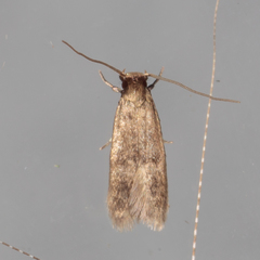 Phaeoses sabinella
