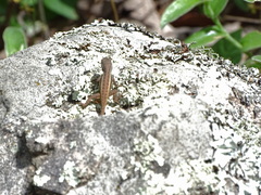 Sceloporus variabilis