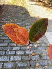 Aronia melanocarpa