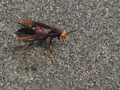 Polistes infuscatus