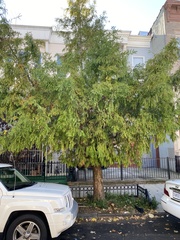 Metasequoia glyptostroboides