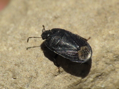 Ochetostethus