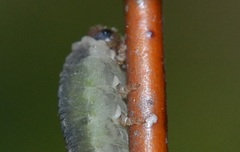 Empria