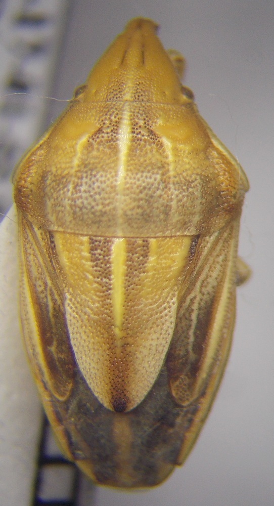 Aelia melanota · iNaturalist