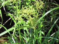 Cyperus dives