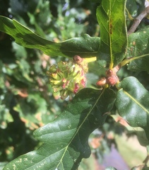 Andricus grossulariae