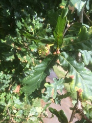 Andricus grossulariae