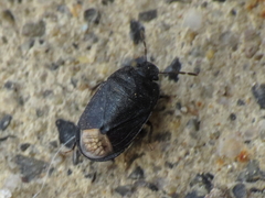 Ochetostethus