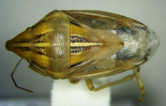 Aelia rostrata