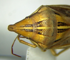 Aelia rostrata