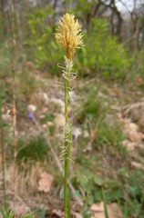 Carex michelii
