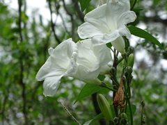 Ipomoea proxima