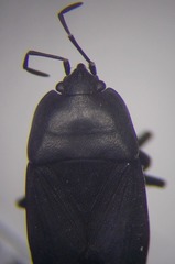 Aellopus atratus