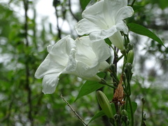 Ipomoea proxima