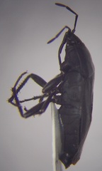 Aellopus atratus