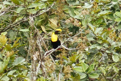 Ramphastos brevis