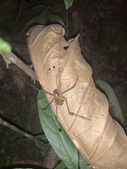 Ventrivomer ancyrophorus